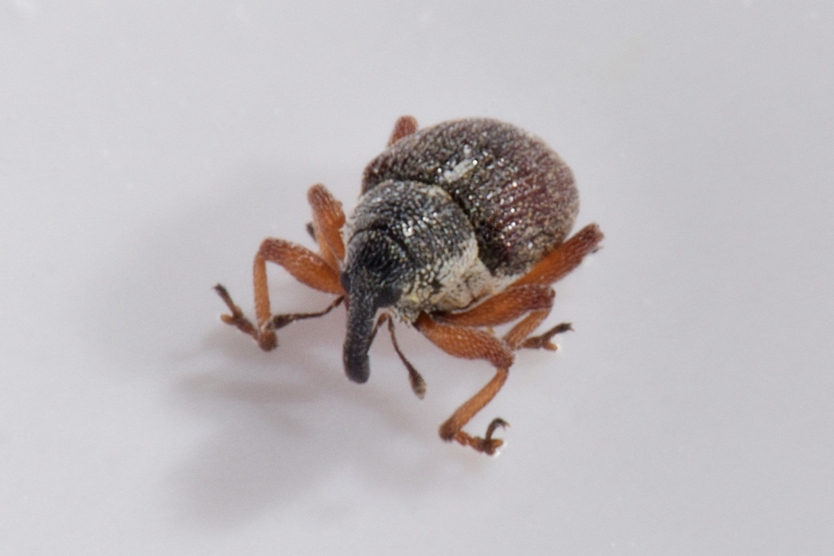 Curculionidae:  Amalus scortillum